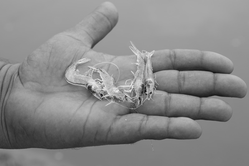 Shrimp Farming in Saline Agricultural Fields in Haryana - Young white shrimps at an early stage  of about 30 days